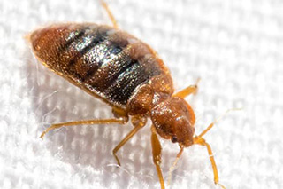 Bed Bug Pest Control Exterminator