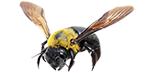 carpenter-bees2
