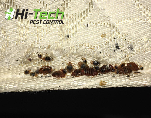 Do-bed-bugs-hibernate Do-bed-bugs-hibernate