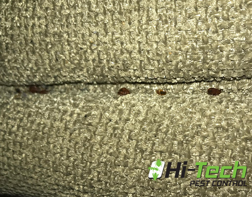 couch-with-bed-bugs-on-it-removed-by-hi-tech-pest-control