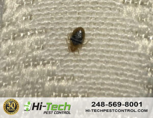 bed-bug-removed-from-Customers