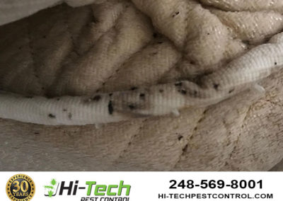 damage-to-mattress-by-bed-bugs