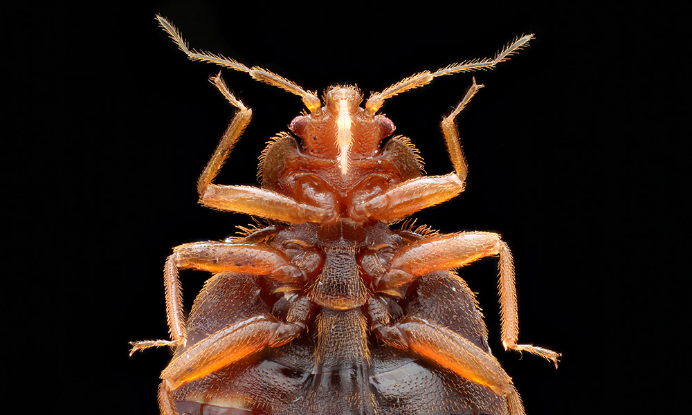 Northville – Keeping your home clean of bed bugs and their look-alikes
