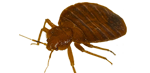 bed bug exterminator services in michigan