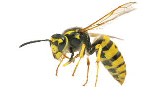 bees-pest-control-services-in-michigan