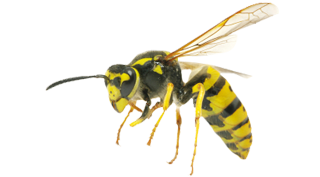 bees-pest-control-services-in-michigan
