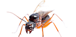 carpenter ants exterminator services in michigan