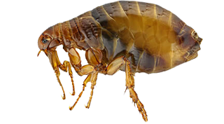 lets-remove-the-fleas-from-you-beds