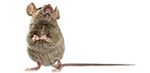 mice removal and bug exterminator services in michigan