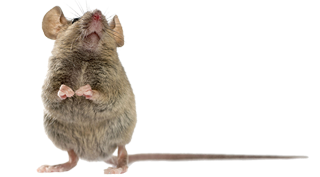 mouse pest control exterminator service in michigan