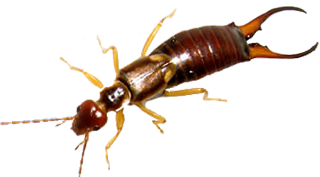 pest-control-for-earwig-bed-bugs-and-more-in-michigan