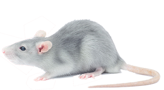 rat-exterminator-services-in-michigan