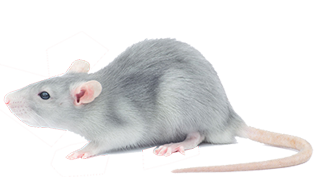 rat exterminator services in michigan