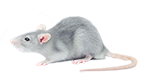 rat removal and bug exterminator services in michigan