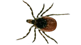 tick-exterminator-in-troy-michigan and surrounding cities