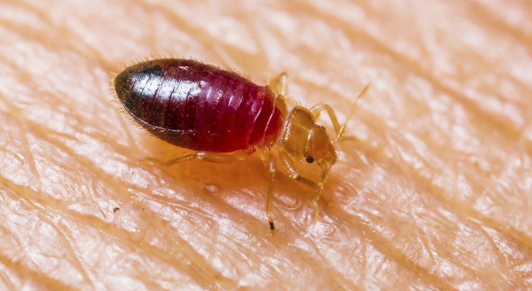 What Causes Farmington Hills Bed Bugs Infestations?