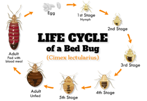 Life Cycle of Novi Bed Bug