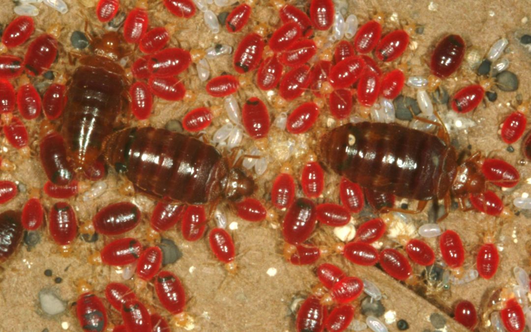 Royal Oak MI – How to Get Rid of Bed Bugs