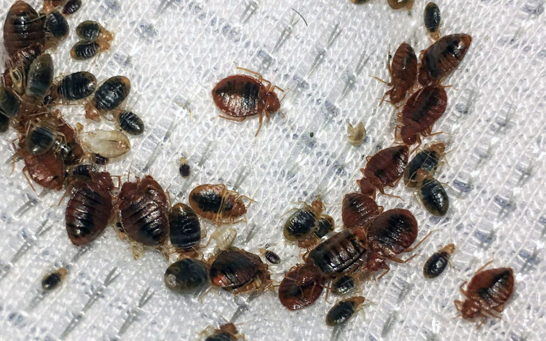 Birmingham – How to Prepare Your House for a Bed Bug Treatment