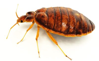 West Bloomfield Bed Bugs: How to Find Them and How to Stop Them