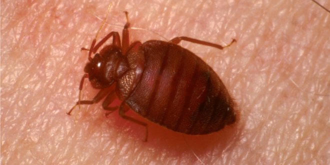 West Bloomfield Bed Bug