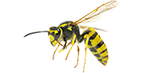 yellow-jackets