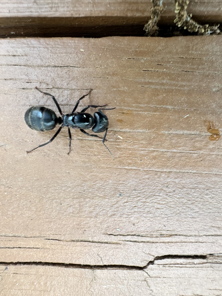 Carpenter-ant-0EEB78C0-34C3-4BAA-BA4D-AA5FBC26B07A_1_105_c carpenter ant nests in deck