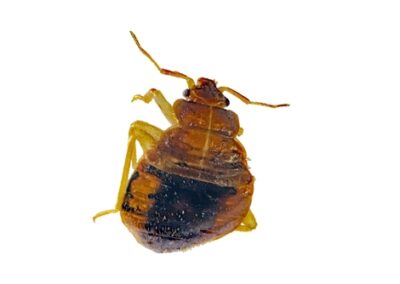 Troy Michigan's bedroom bed bug extermination in progress”