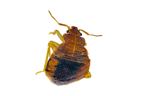 Troy Michigan's bedroom bed bug extermination in progress”