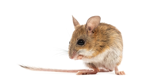 mouse infestations