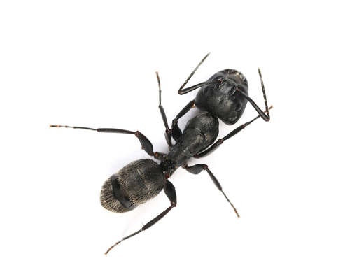 Hi-Tech Pest control Carpenter ant Exterminator