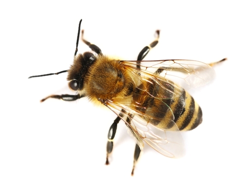 Hi-Tech Pest Control Wasp Exterminator