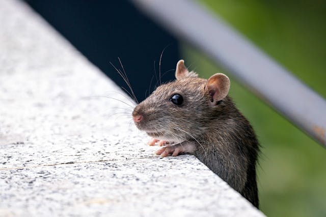 pest-control-mice-2915302-14399485 mice-troy-michigan