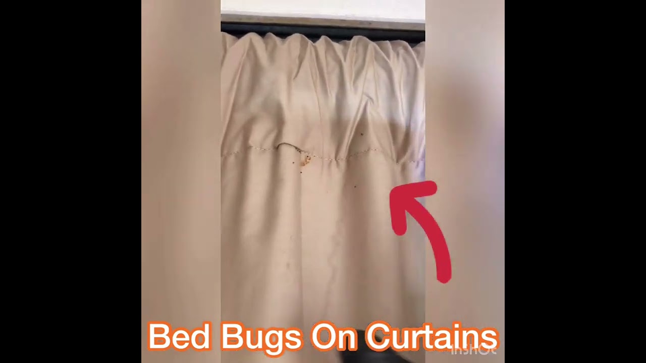 bed-bugs-in-curtains