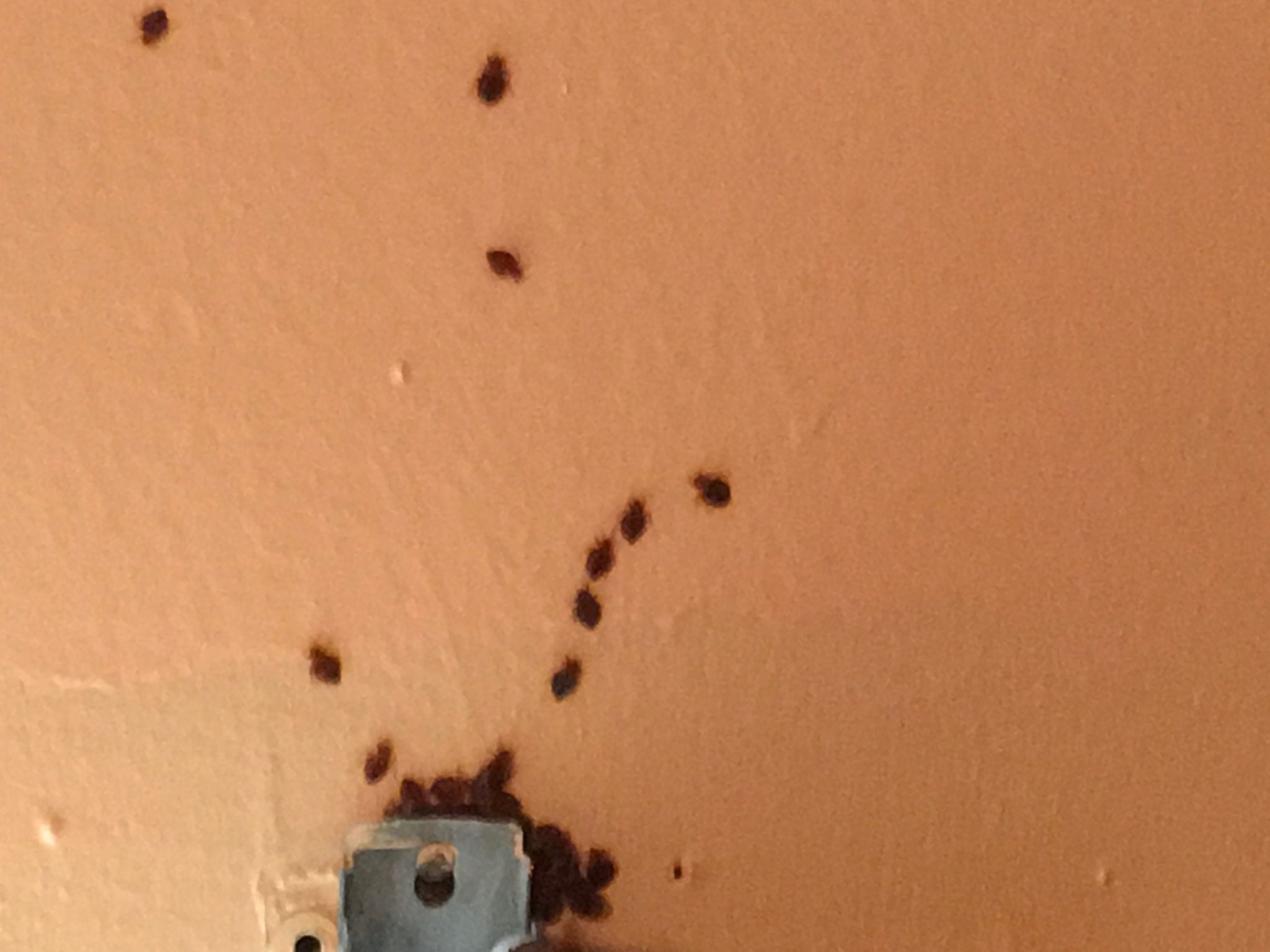 Bed-bugs-on-walls
