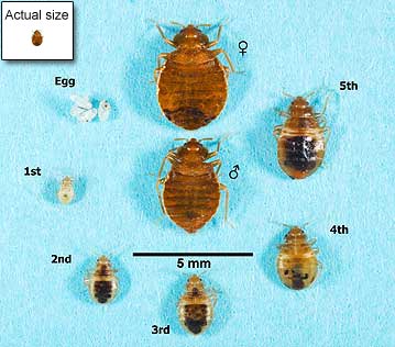 bed-bug-eggs-nymphs-adults