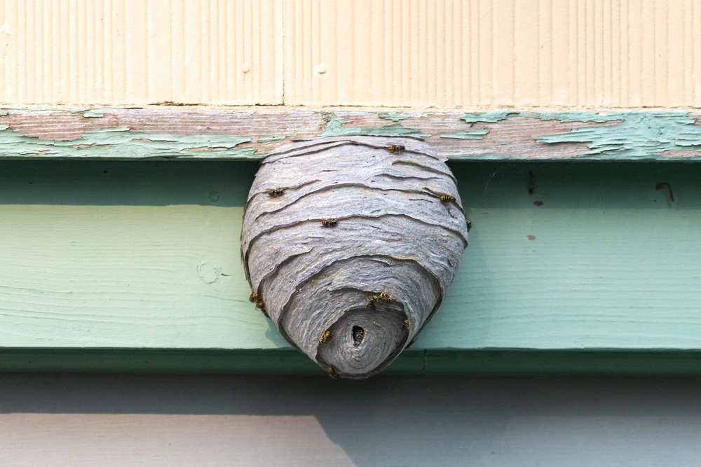 safe effective wasp control