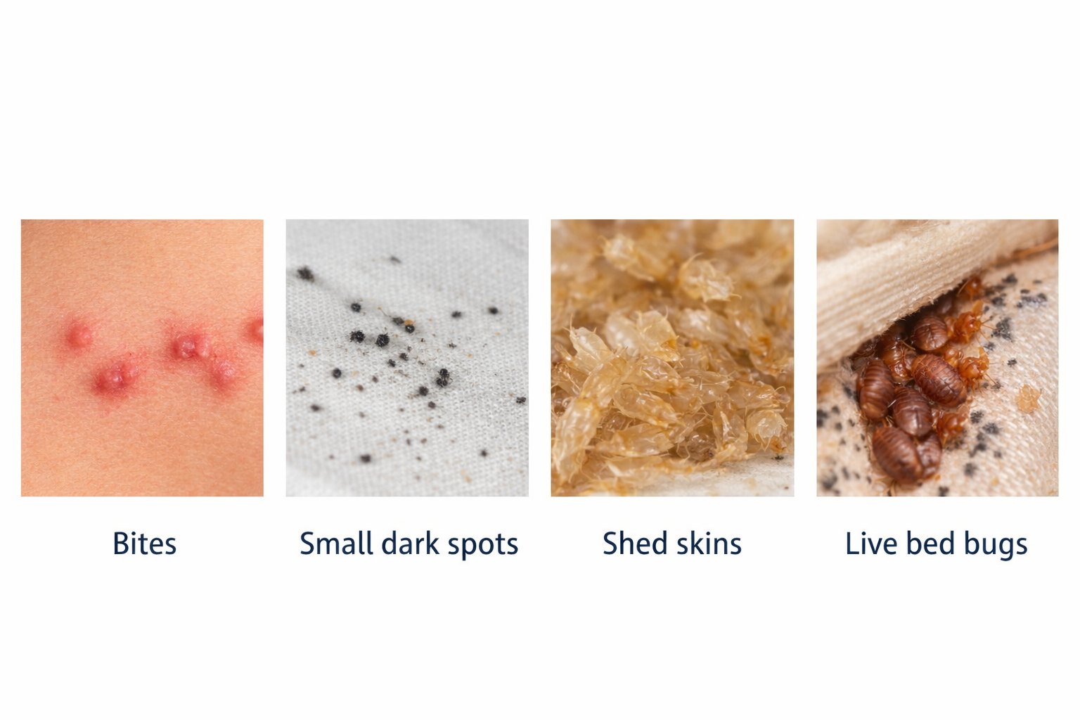 Close-up photo of a bed bug showing size and shape for identification