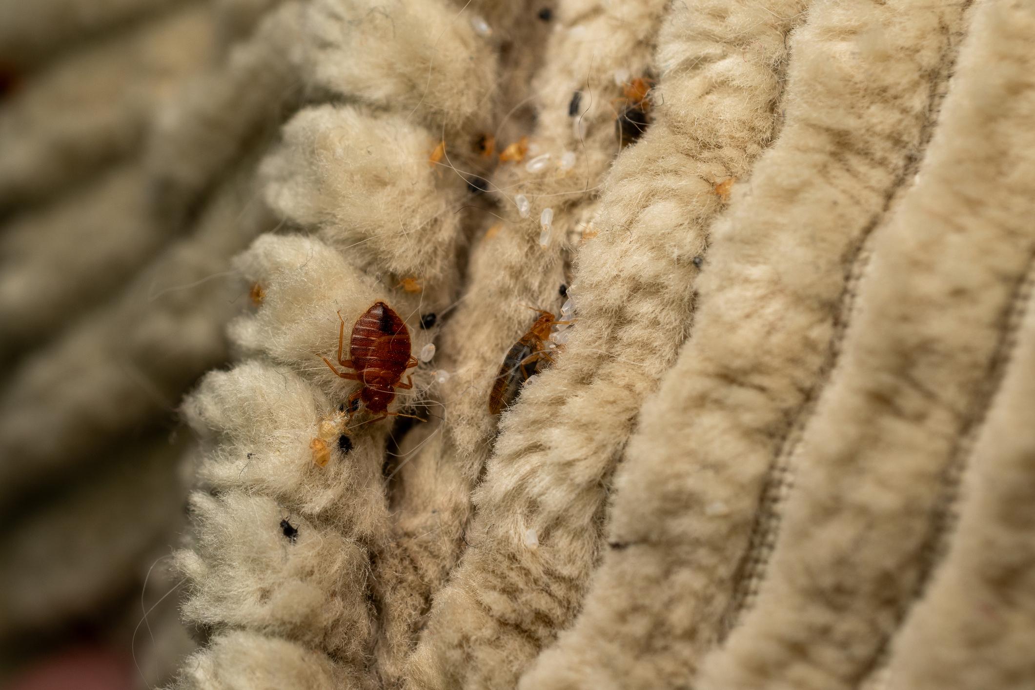 Bed bugs visible on the surface seam of a fabric sofa indicating an early furniture infestation