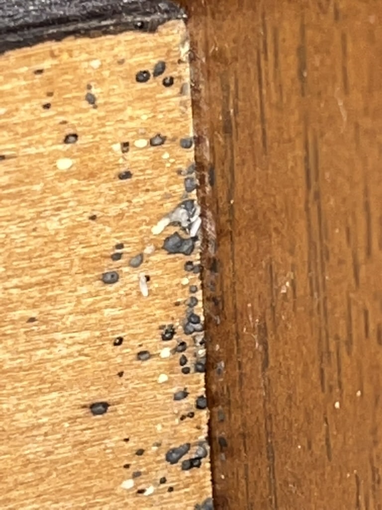 bed bugs bed frame