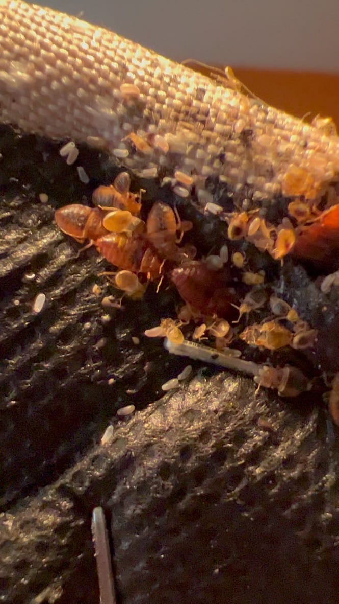 Box Spring bed bugs