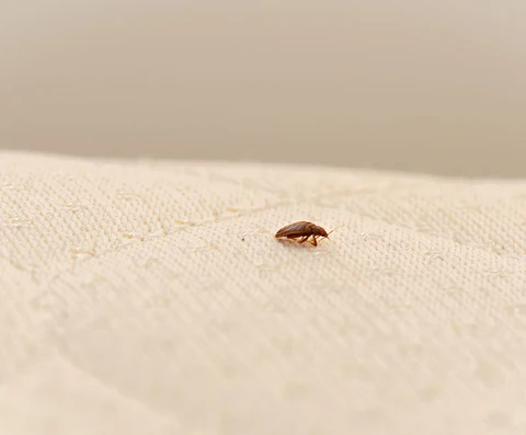bed bug traveling<br />

