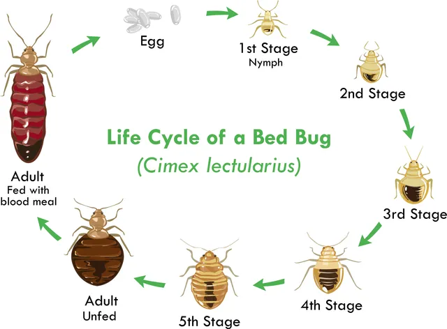 Bed bug life cycle and stages