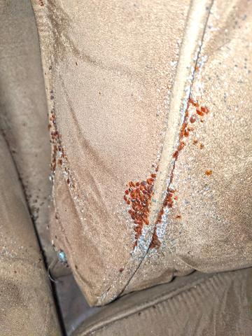 Bed bug heavy population