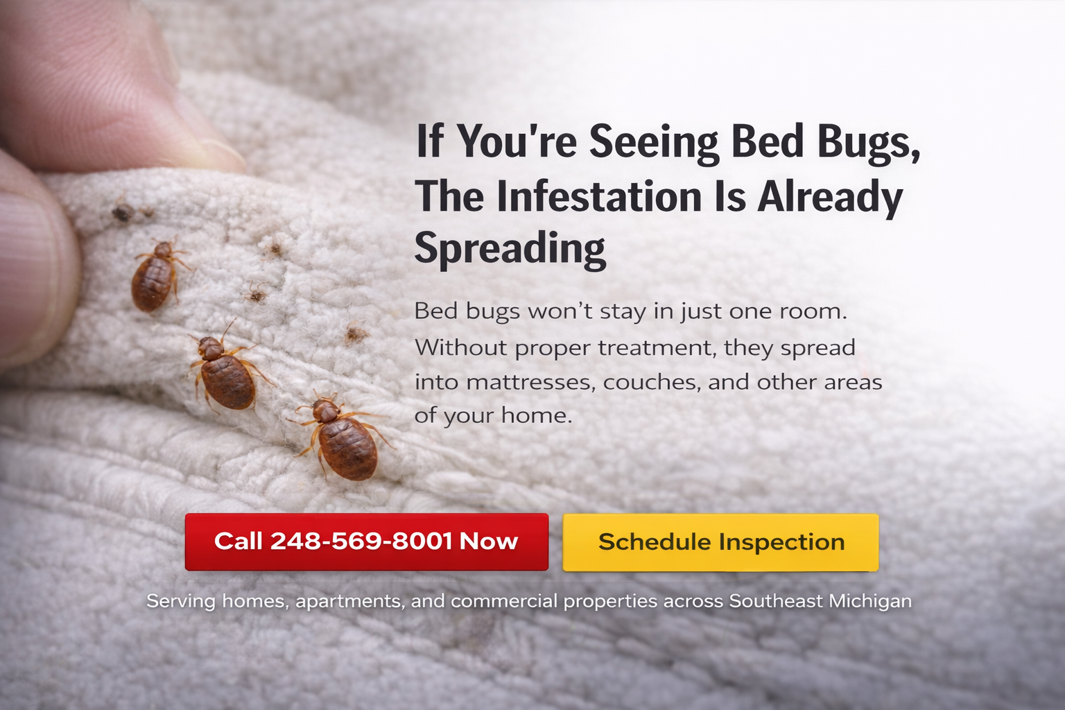 bed bugs in seams of mattress