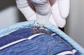Bed bugs under mattress ropes