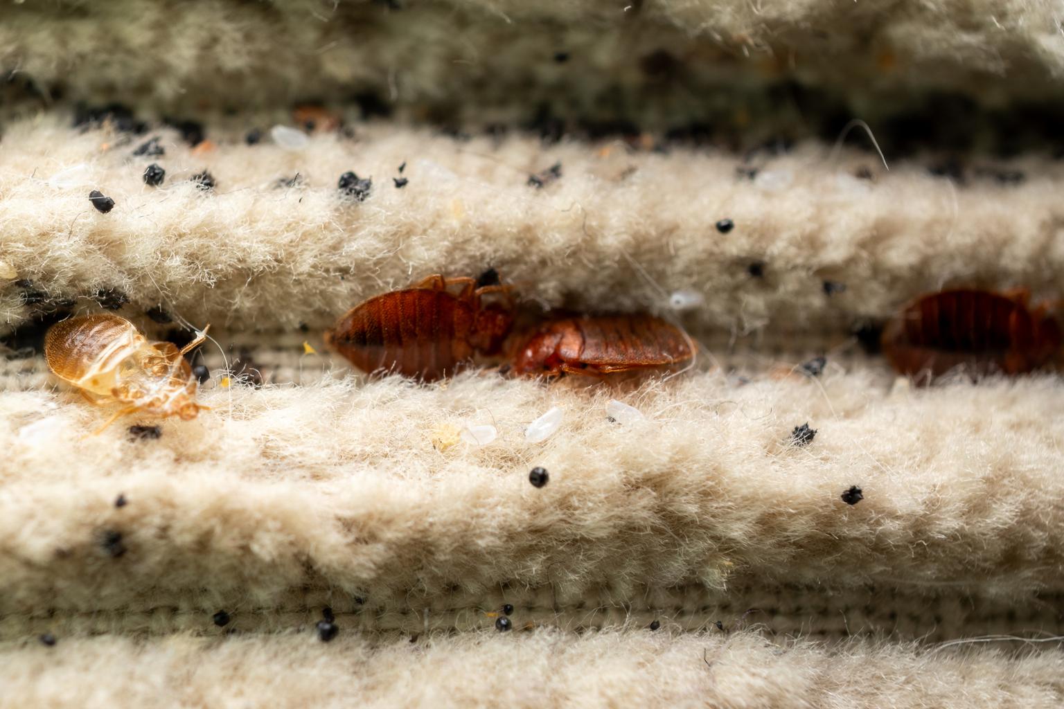 bed bugs hiding in recliner