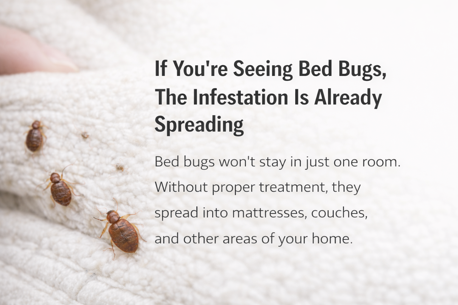 bed bugs nesting on the seams of a mattress