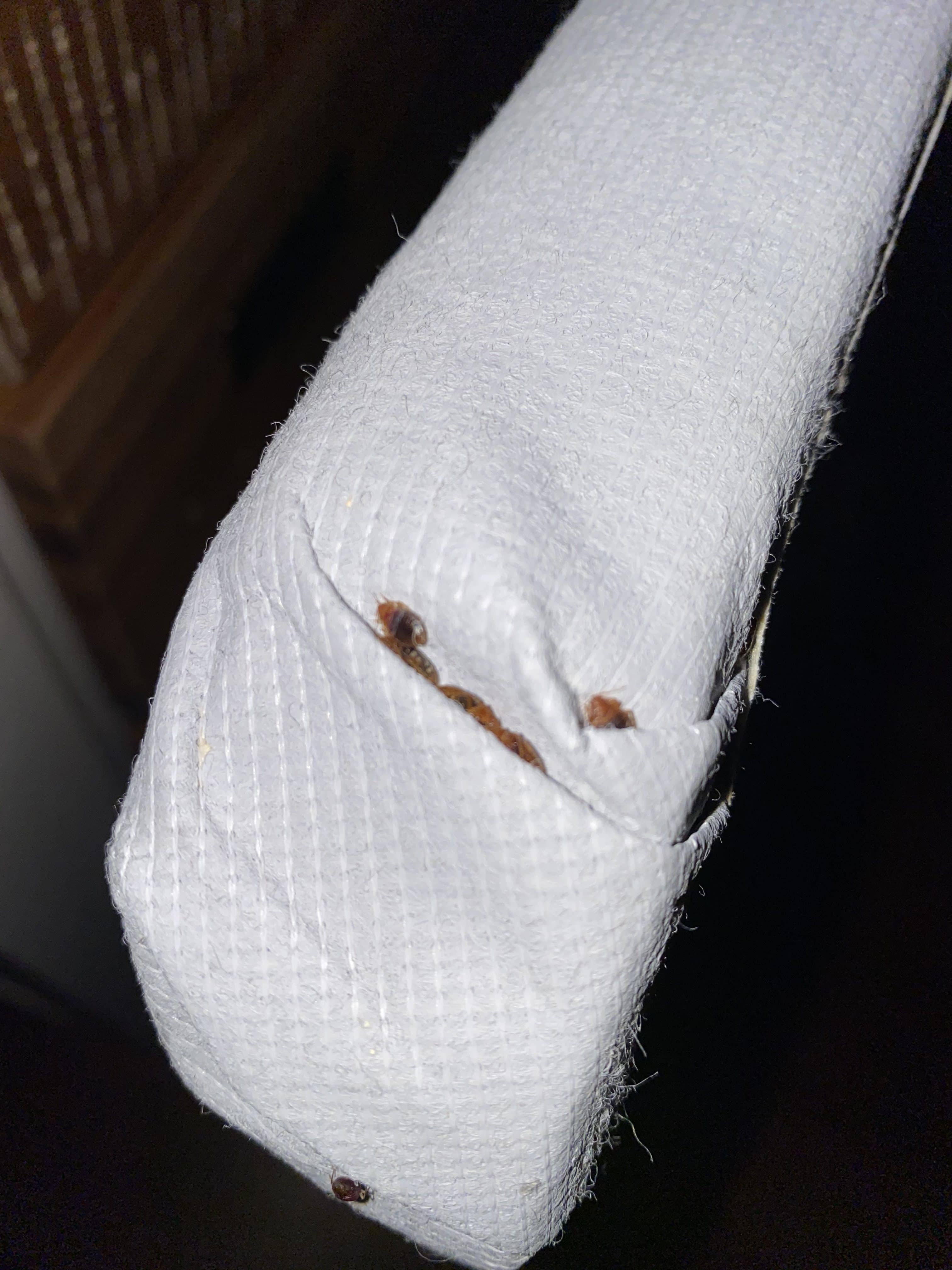 Failed bed bug treatment
