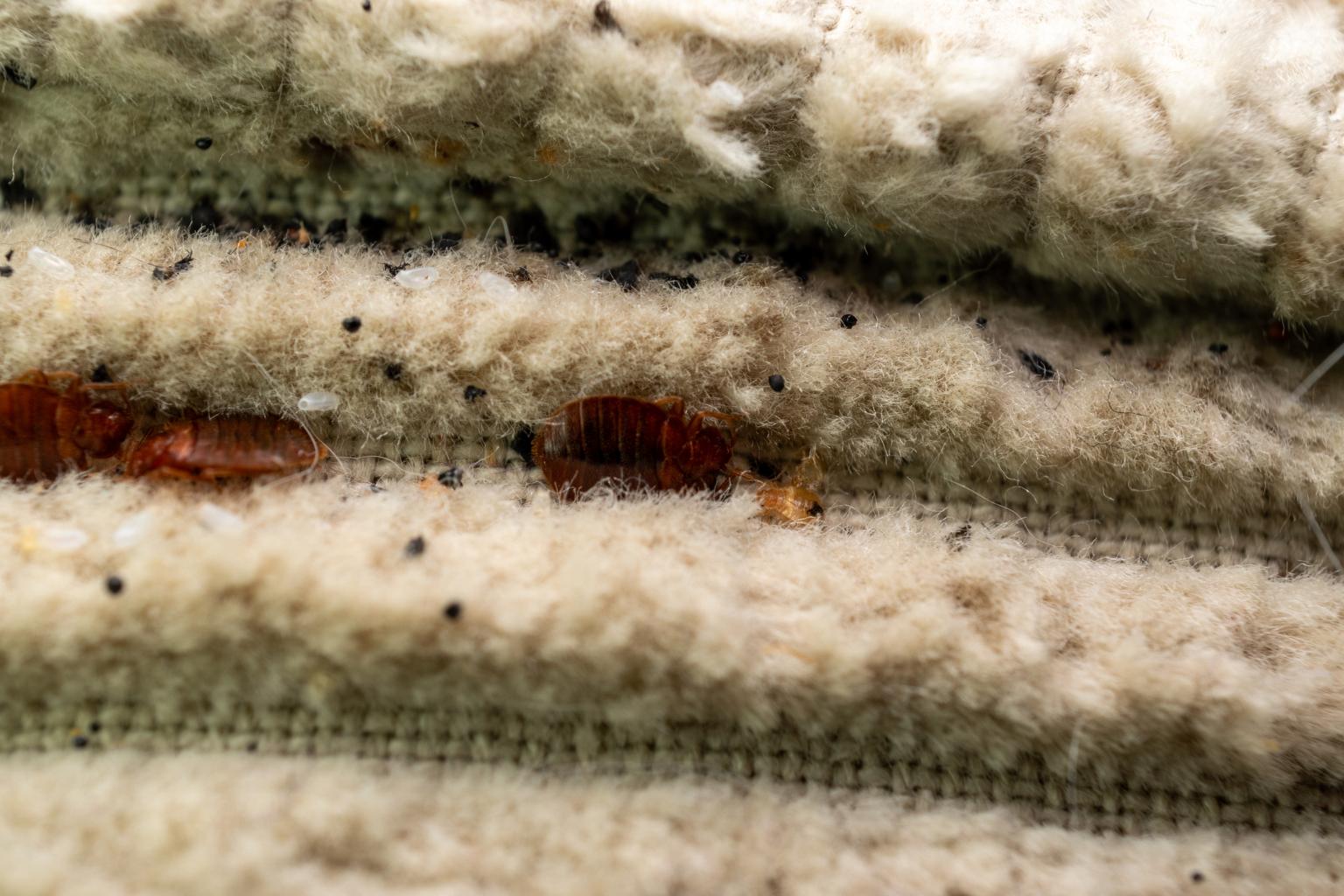 bedbug recliner exterminator